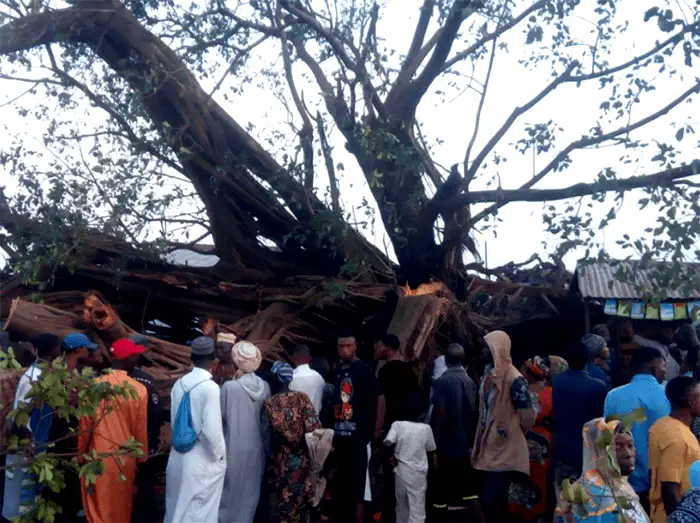 You are currently viewing 100-year-old tree falls in Oyo, kills 4, damages motorcycles, buses