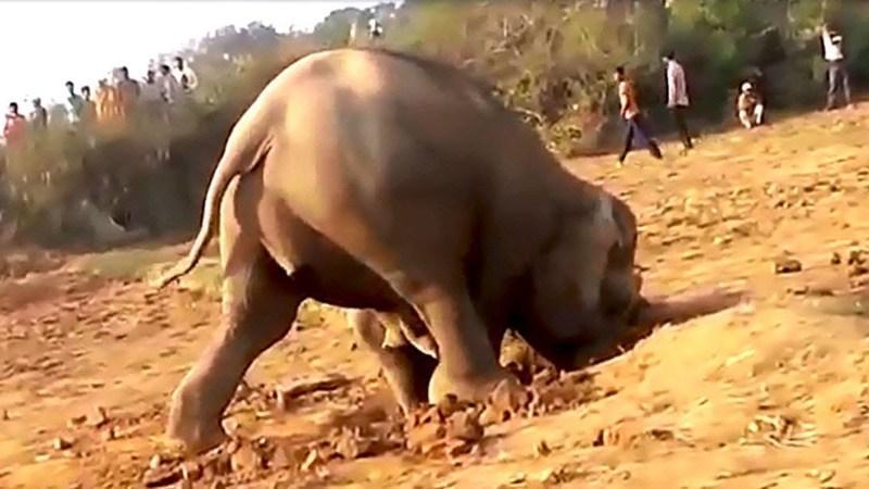 The Elephant Who Dug A Hole For 11 Hours Finally Pulls Out Something No One