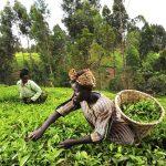 farming Agriculture