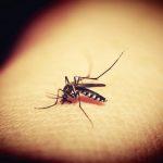 malaria mosquito 1024x730 1