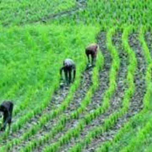 Rice Leads the Charge in Nigeria’s Agric Revolution