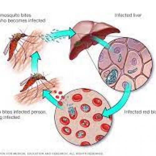 Treat malaria urgently to prevent shortage of blood, death, expert warns Nigerians