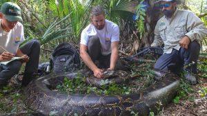 Read more about the article Florida nabs largest python ever found in state