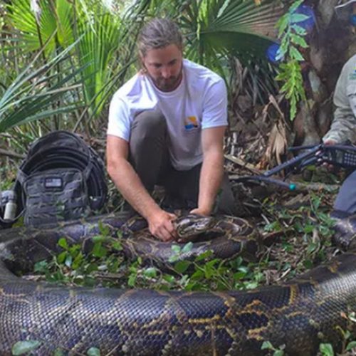 Florida nabs largest python ever found in state