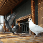 pigeon