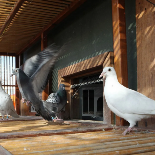 Cocaine carrier pigeons are the latest drug smuggling technique