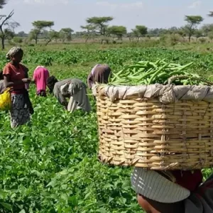 Farmers