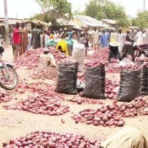Karfi onion market in Kano State