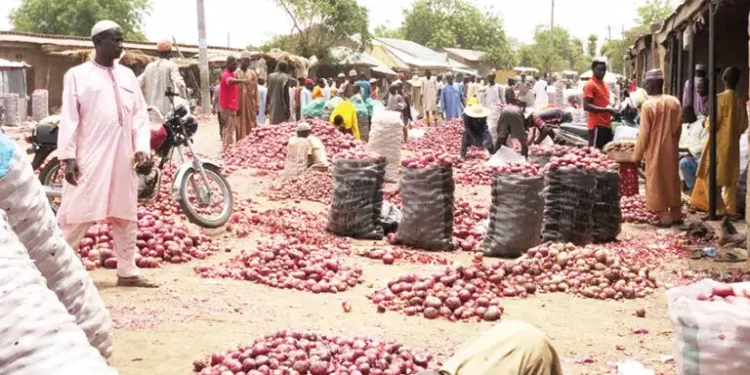 You are currently viewing Nigeria Loses $420m Annually Due To Onions Scarcity
