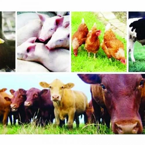 Livestock accounts for over 40 % of global Agric GDP – FG