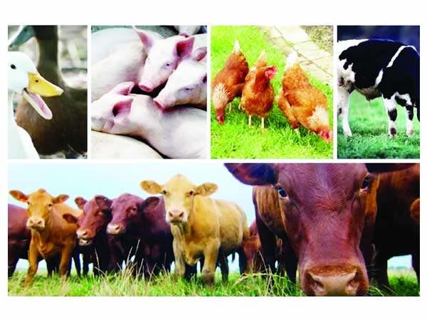 You are currently viewing Livestock accounts for over 40 % of global Agric GDP – FG