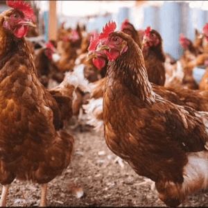 chicken-shortage