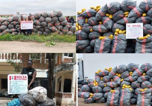 Read more about the article NDLEA Intercepts 5,344kg Imported Skunk Consignments In Lekki, Lagos