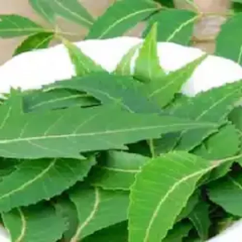 Does Neem Control Blood Sugar In Diabetic Patients? What We Know