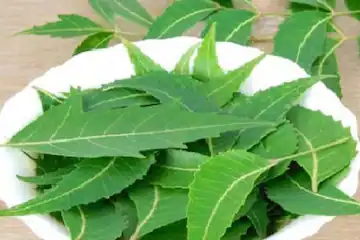 Read more about the article Does Neem Control Blood Sugar In Diabetic Patients? What We Know