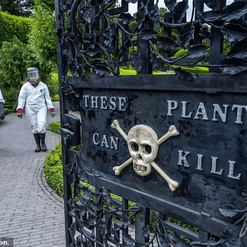 ‘It feels like hot acid on the skin’: Poison Garden at Alnwick Castle, where Harry Potter was filmed, unveils ‘most venomous plant in the world’
