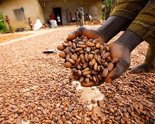 Read more about the article US removes export duties on Nigeria’s cocoa, other products