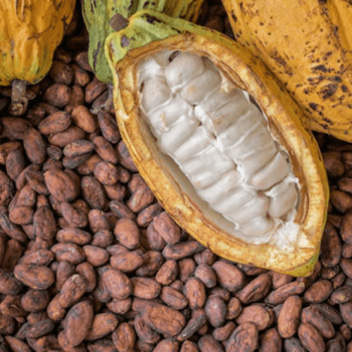 Read more about the article Ondo govt moves to boost cocoa, cashew production