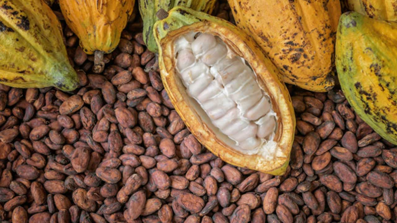 You are currently viewing Ondo govt moves to boost cocoa, cashew production