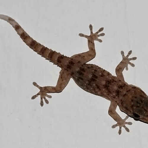 Five ways to control wall geckos in your home