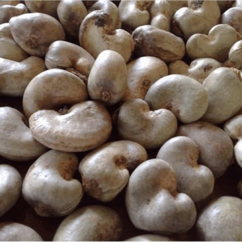 FG to plant two million jumbo cashew seedlings in five North-Western states