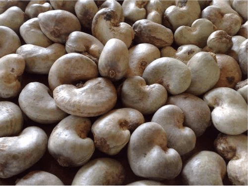 Read more about the article FG to plant two million jumbo cashew seedlings in five North-Western states
