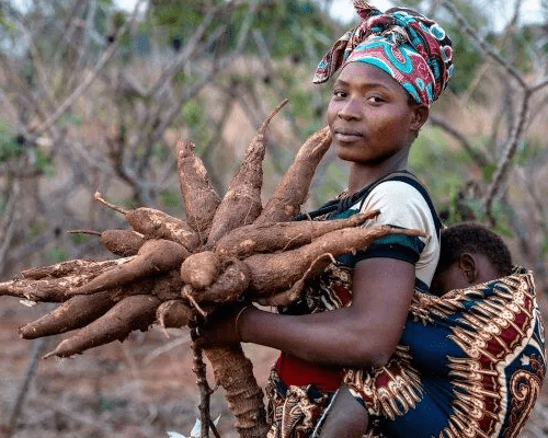Read more about the article How Nigerian cassava entrepreneurs are boosting their profits
