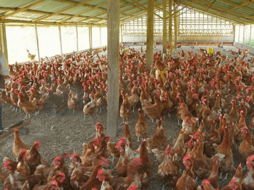 Read more about the article Up to 50% of poultry farmers in Nigeria have closed shops – Poultry Association