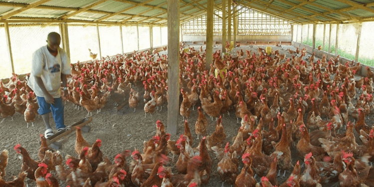 You are currently viewing Up to 50% of poultry farmers in Nigeria have closed shops – Poultry Association