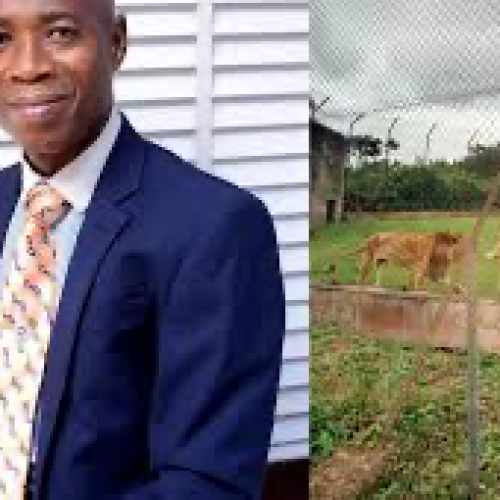 How the OAU killer Lion was shot (video)