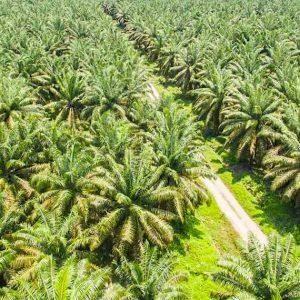 Palm oil plantation