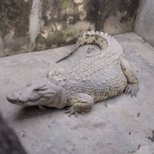 Ayingun Olubadan Mourns As 84-year Old Ibadan Legendary Crocodile Dies
