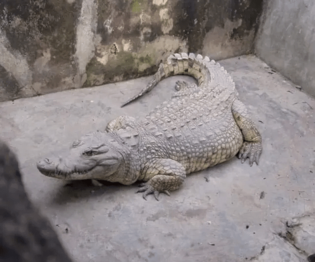 You are currently viewing Ayingun Olubadan Mourns As 84-year Old Ibadan Legendary Crocodile Dies