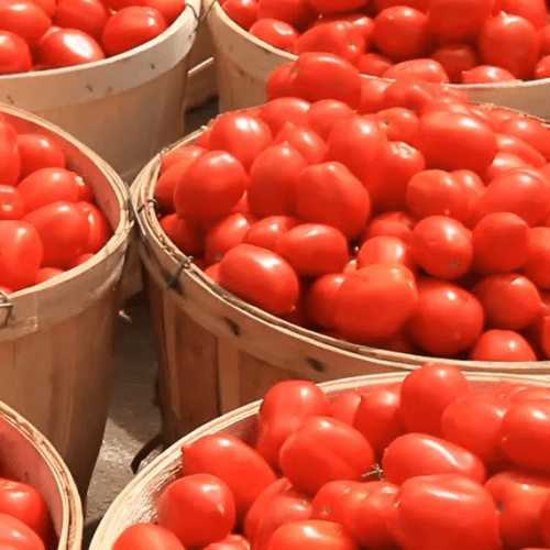 Read more about the article Tinubu inaugurates ‘Africa’s largest’ tomato processing factory