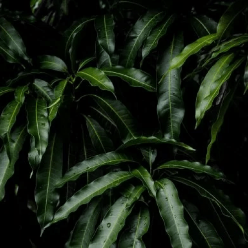 Benefits of Mango Leaves