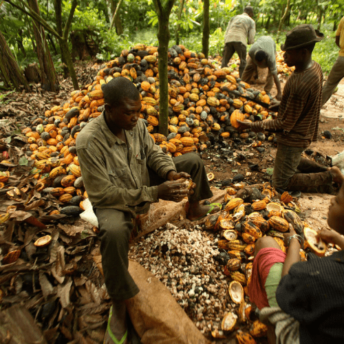 Read more about the article Ondo cocoa farmers protest over Govt’s sale of farmland