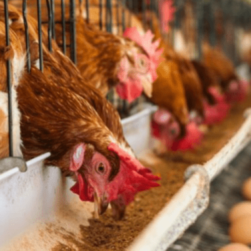Half of poultry farms in Oyo state have shut down – Association’s Chairman