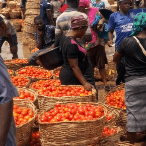 Tomato prices drop to seven-month low