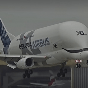 Beluga