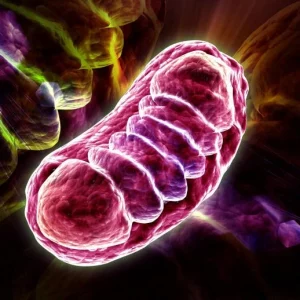 Cell Mitochondria Illustration 777x518 1