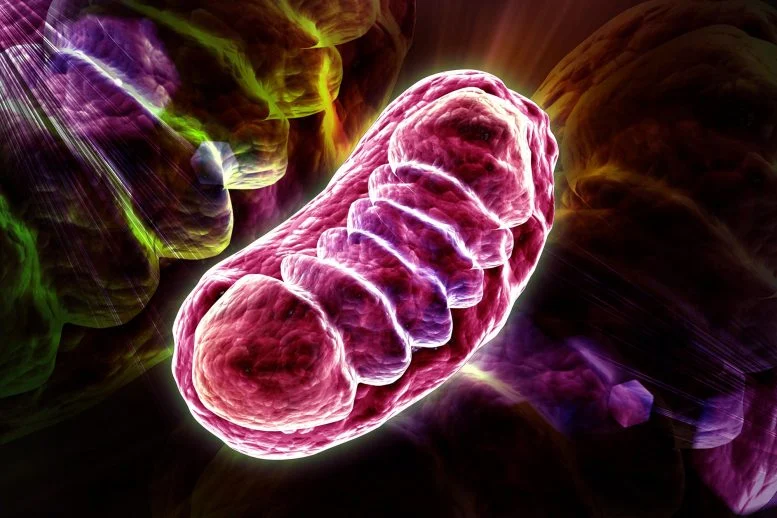Cell Mitochondria Illustration 777x518 1