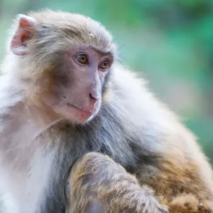 monkey