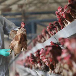 FG confirms Bird Flu outbreaks in Kano 3 Bird flu