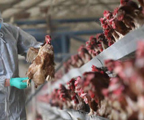 Read more about the article FG confirms Bird Flu outbreaks in Kano