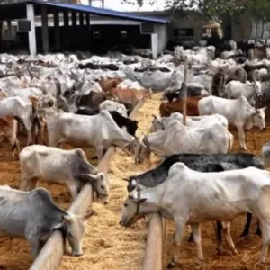 Cattle ranch