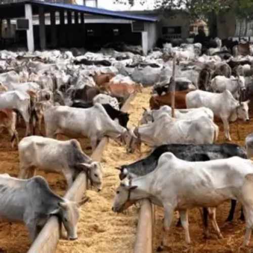 The Fulani: An AFP Special Investigation