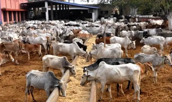 You are currently viewing KACRAN appeals for increased funding for the Ministry of Livestock Development