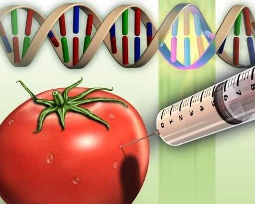 Read more about the article GMO foods stir controversies as experts disagree
