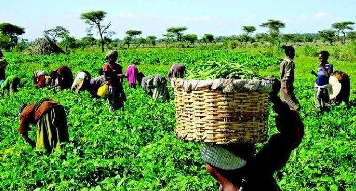 You are currently viewing FG Allocates N132bn to Boost Agriculture, Empower Farmers in 2025