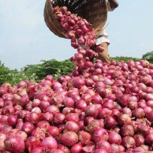 Onion Farming 636x375 1